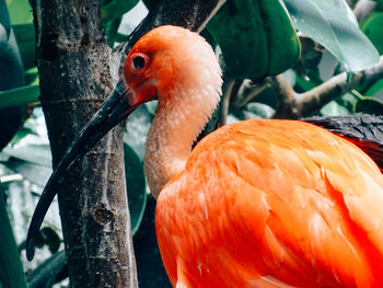 Close-up of bird perching on tree