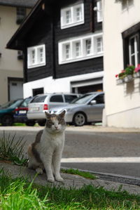 Cat sitting on a building
