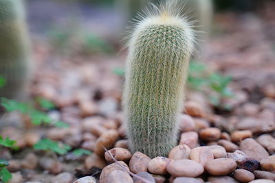 Close-up of succulent plant on field