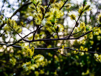 Wind in the willow 