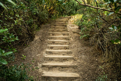 Footpath amidst trees in forest