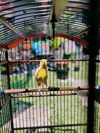Bird perching in cage