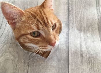 Close-up portrait of a cat