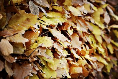 Full frame shot of autumn leaves