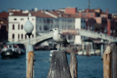 Close-up of seagull perching on wooden post by river in city