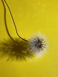 Close-up of dandelion on yellow flower