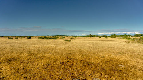 Scenic view of field against blue sky