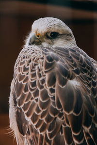 Close-up portrait of eagle