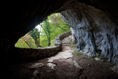 Trees in tunnel