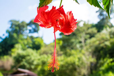 Close-up of red flower against trees