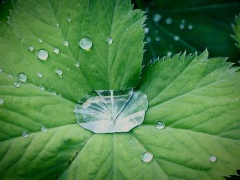 Close-up of raindrops on green leaves