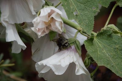 Close-up of white flowering plant