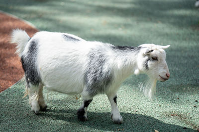 Sheep standing in a field