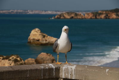 Seagull perching on retaining wall