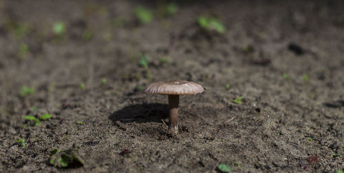 Close-up of mushroom growing on field