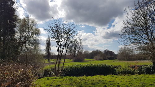 Trees on field against sky