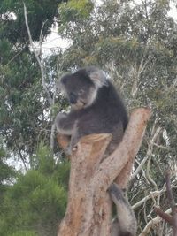 Low angle view of monkey sitting on tree in forest