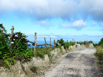 Footpath amidst plants against sky