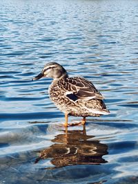 Seagull on a lake