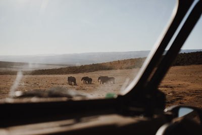 Elephants on landscape seen through car windshield