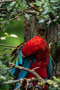 Close-up of parrot perching on branch