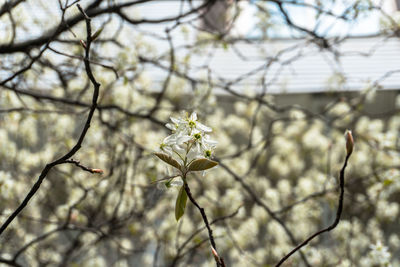 Close-up of branch with tree against sky