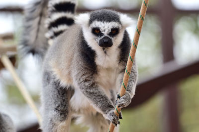 Close-up portrait of a ring tailed lemur walking on a rope