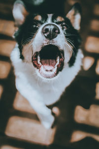 Close-up portrait of a dog