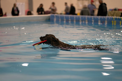 View of duck swimming in lake