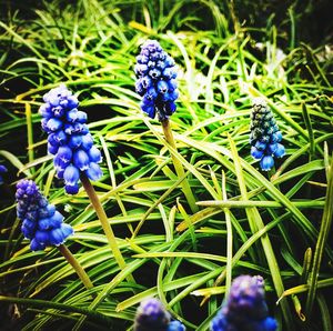 Close-up of purple flowering plants