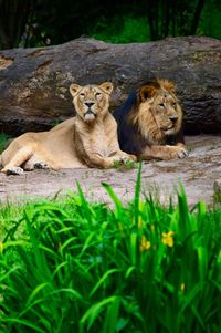 Lion and lioness relaxing on field