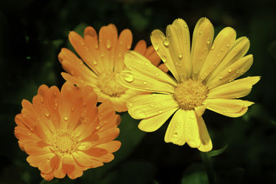 Close-up of wet yellow flower