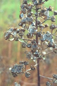 Close-up of plant against blurred background