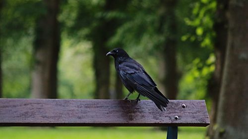 Close-up of bird perching on wood