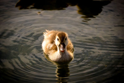 High angle view of duck swimming in lake