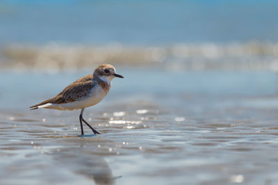 Piping plover perching on shore at beach