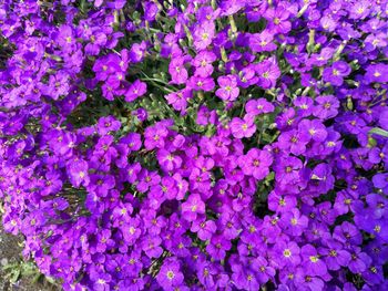 High angle view of purple flowers