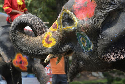 Close-up of decorated elephant roaring