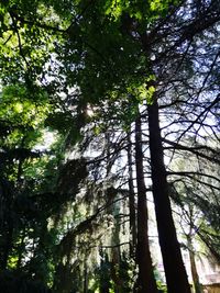 Low angle view of bamboo trees in forest