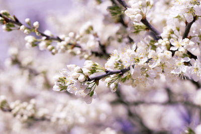 Close-up of cherry blossoms in spring