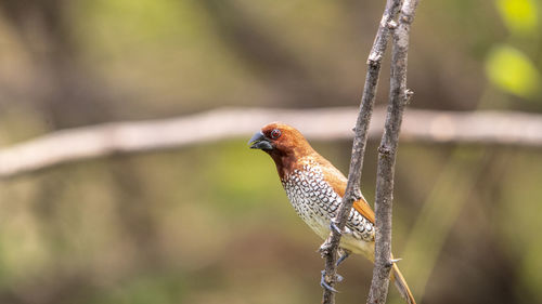 Scaly breasted munia