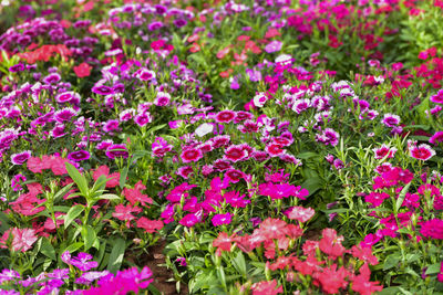 Close-up of pink flowering plants