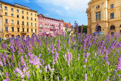 Close-up of purple flowering plants against buildings in city