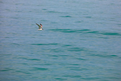 Bird flying over sea