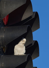 Low angle view of bird perching in sky