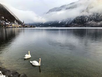 Swans swimming in lake against sky