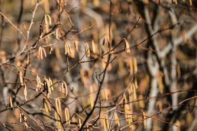 Close-up of plant