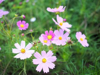 Close-up of pink flowering plants on field