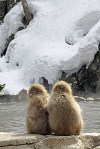 Two young japanese macaque in a wildlife reserve near nagano, japan