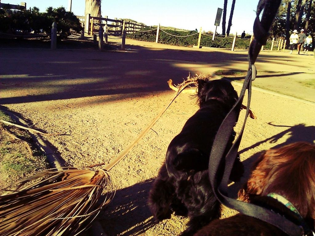 animal themes, domestic animals, one animal, mammal, dog, pets, shadow, sunlight, sand, rear view, full length, incidental people, beach, sitting, relaxation, outdoors, day, leisure activity